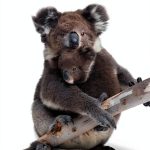 Children's Press Australia Oceania History eBook Ages 3-6 Kindle-0